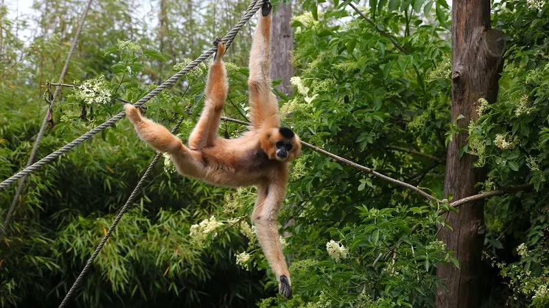 Loisirs-Zoo de Champrepus-Champrepus