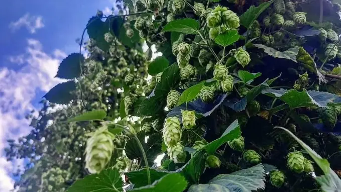 Houblon ferme Hysope