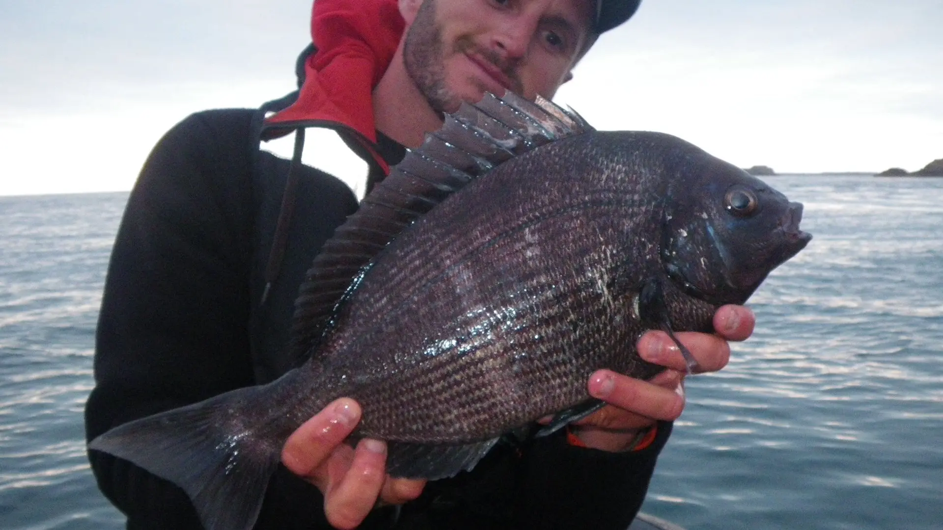 Le Pêcheur Malouin dorade grise