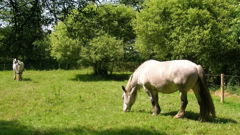 landes-de-jaunouse-2005 (7)