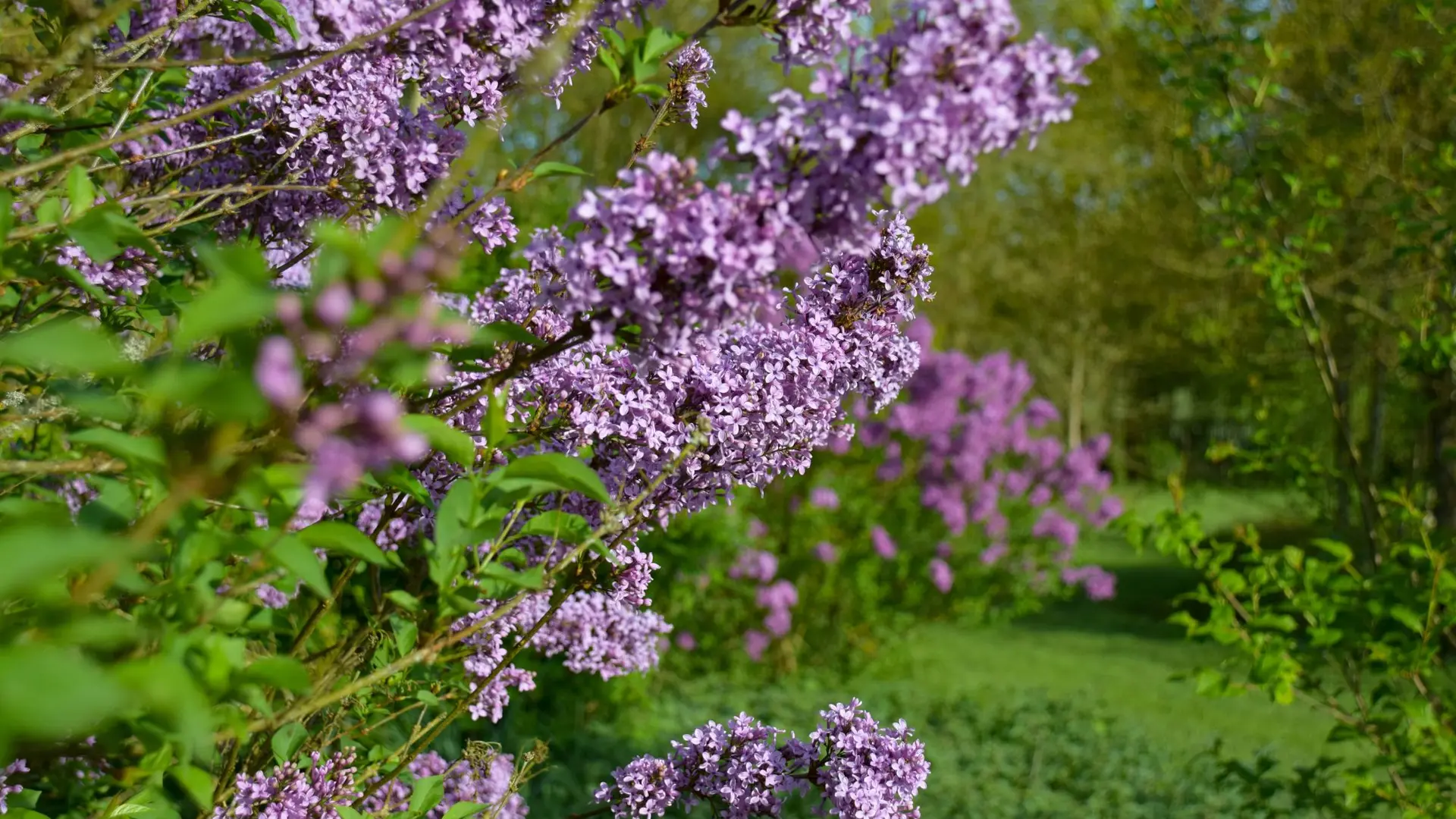 lilas-avril-2024-jardins-broceliande-31