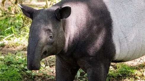 photo tapir gris zoo