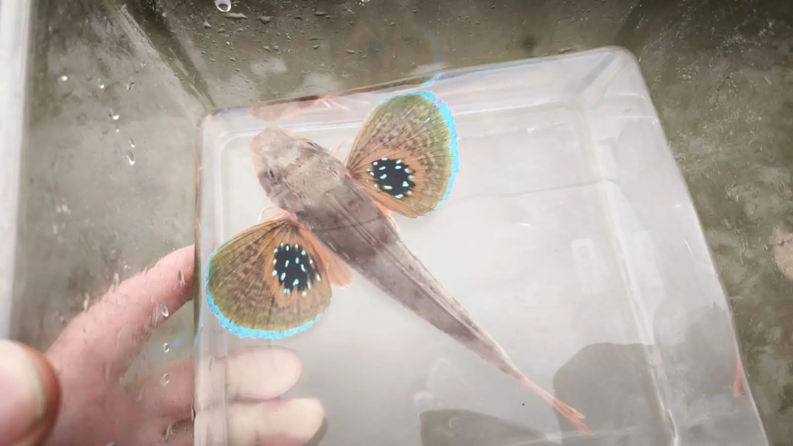 Rouget grondin Baie du mont St Michel