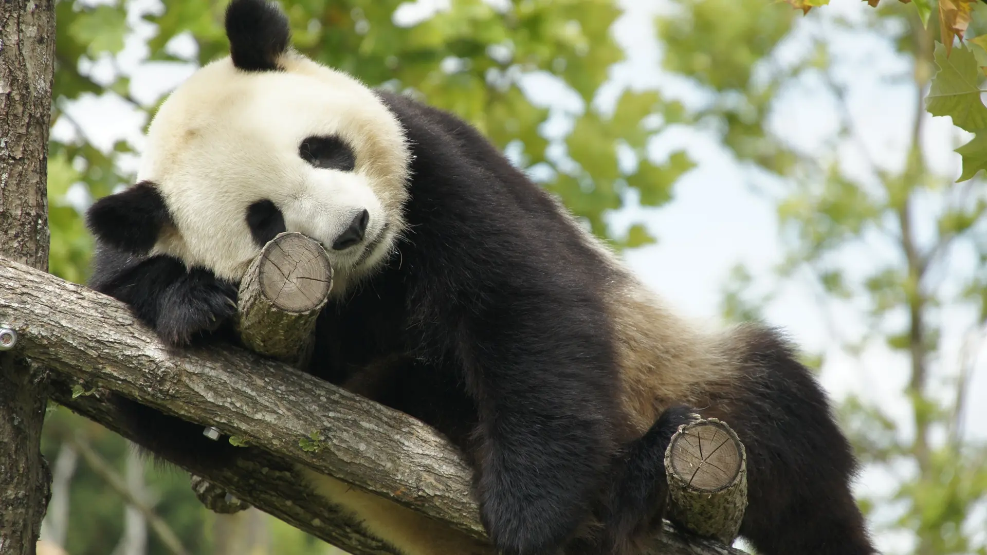 Panda-Zooparc de Beauval