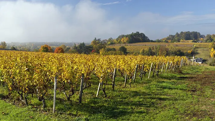 1Vignes