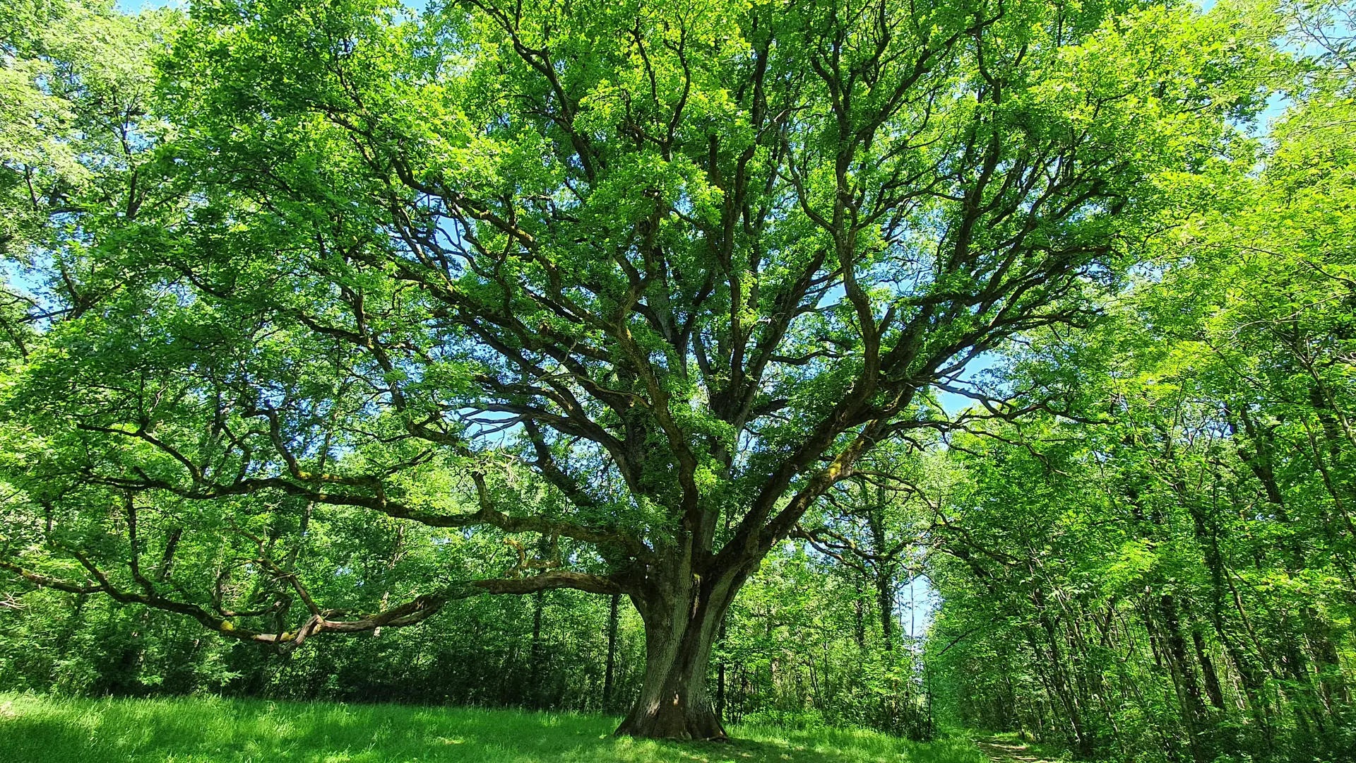 Le Chêne des Ajoncs