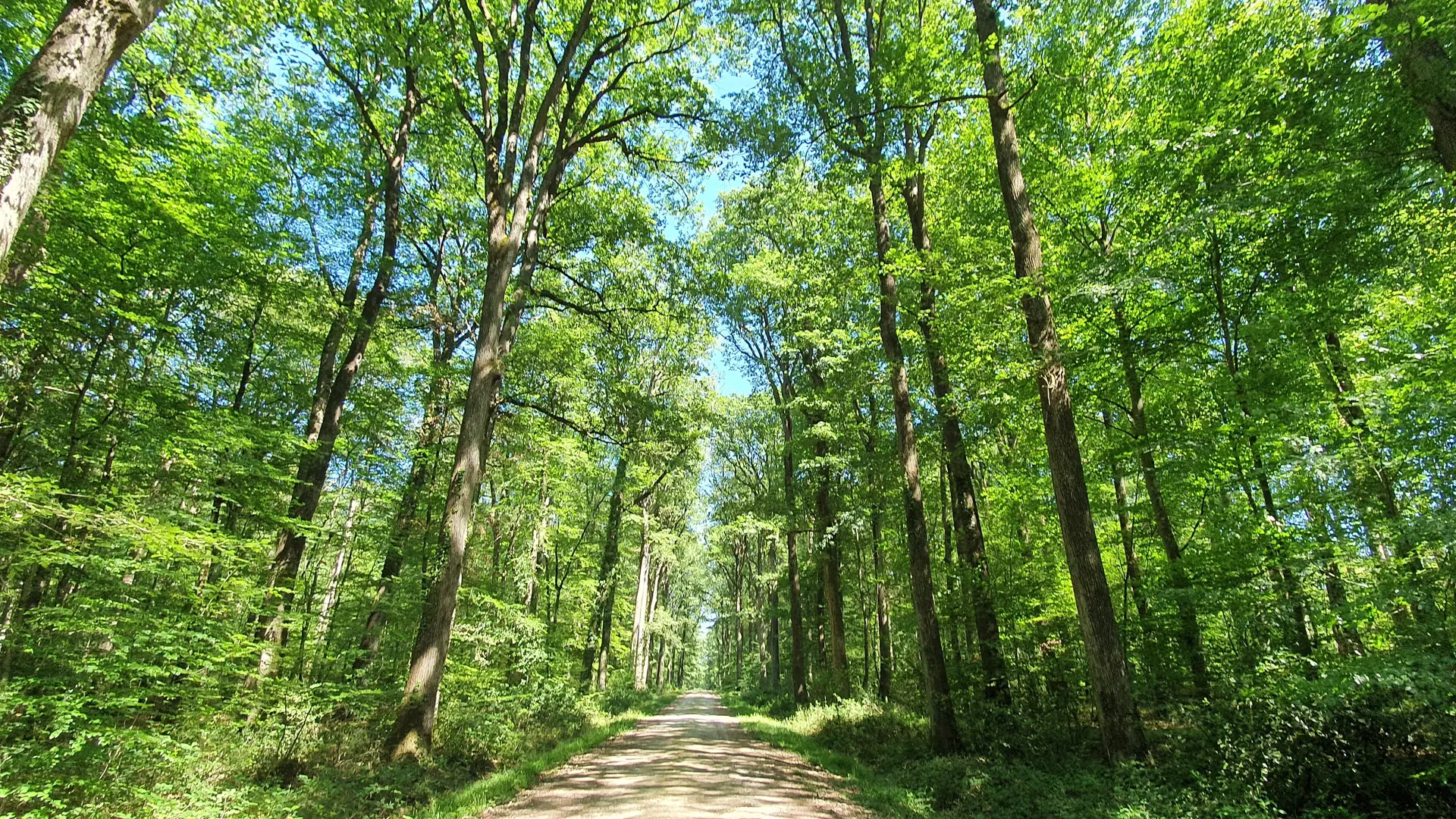 Forêt domaniale de Loches