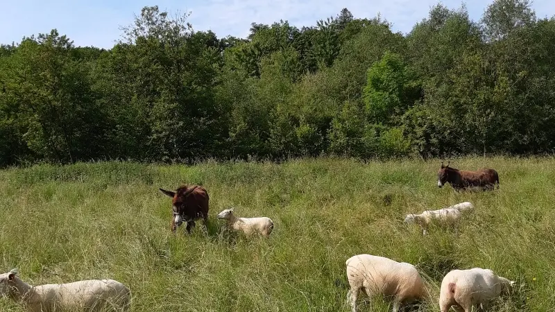 Randonnée pédestre - ENS Val de Choisille