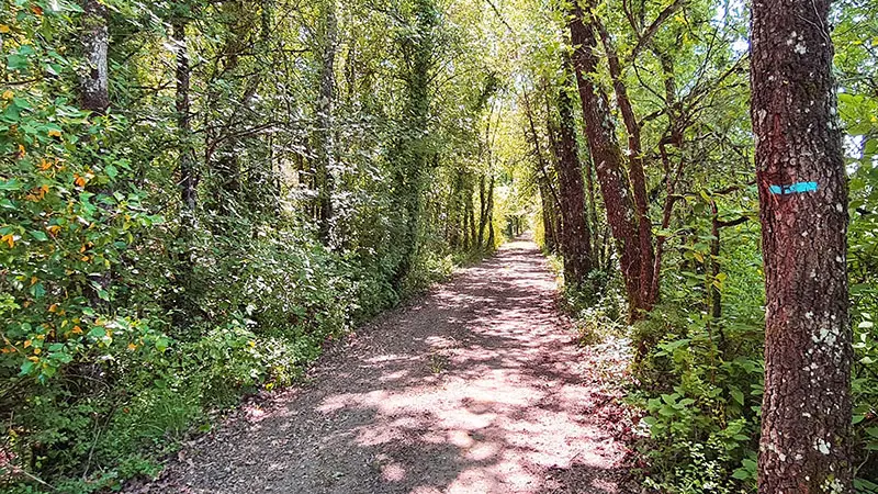 Dans les bois
