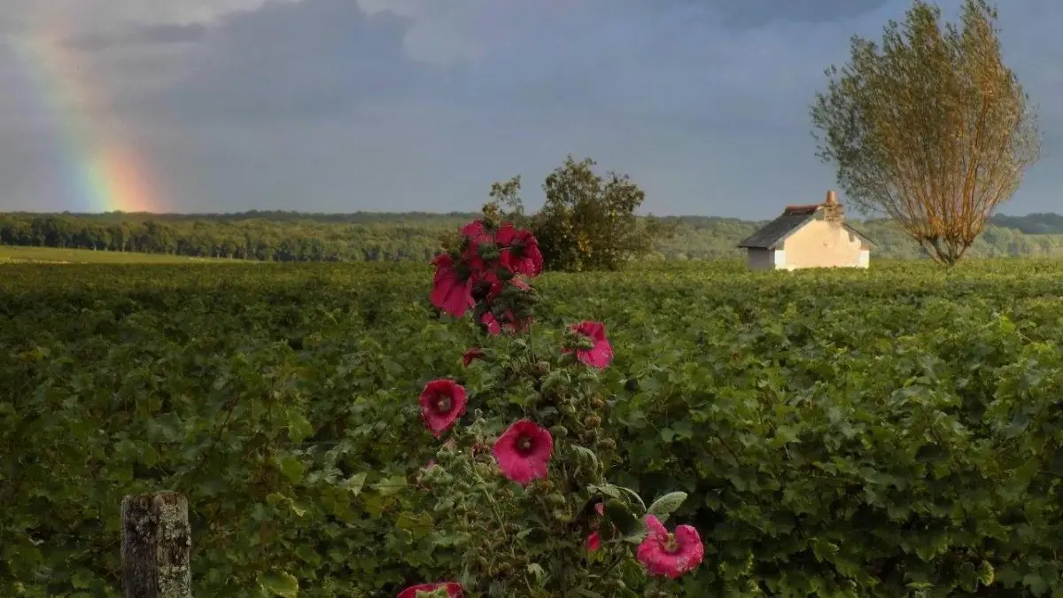 Petit Bois de la Colinière_12