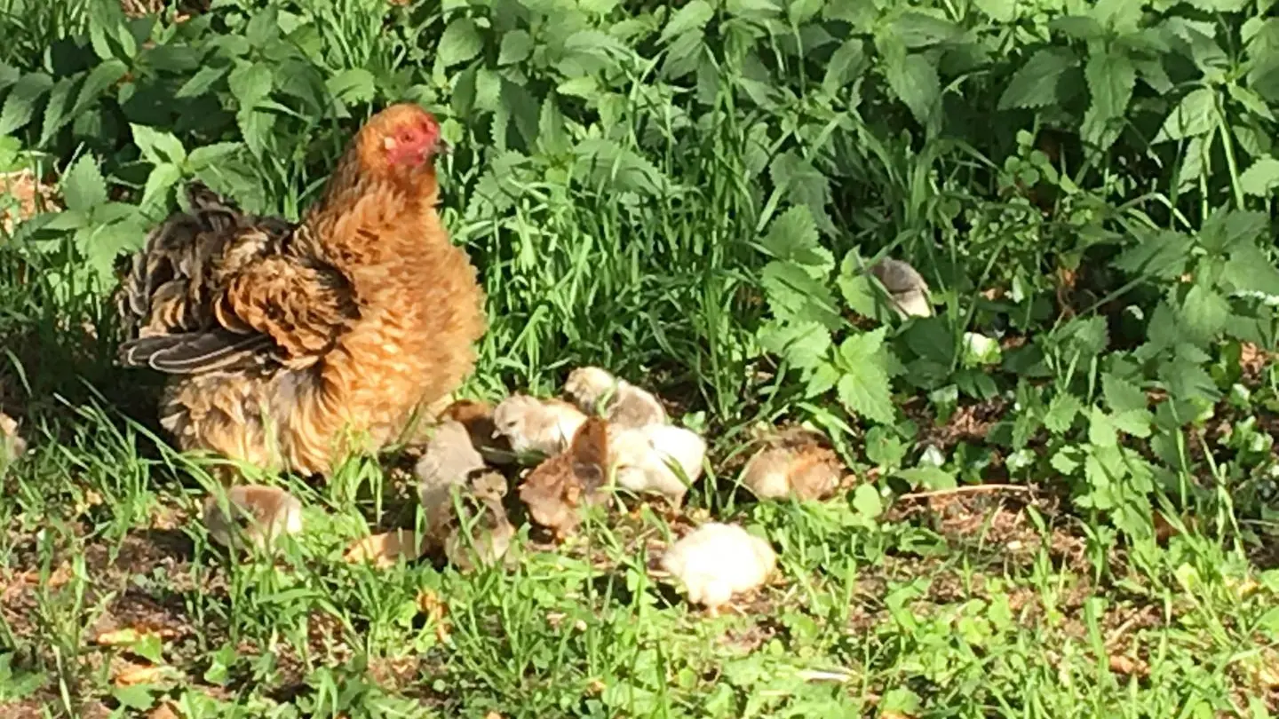 Le Château de Hommes_8