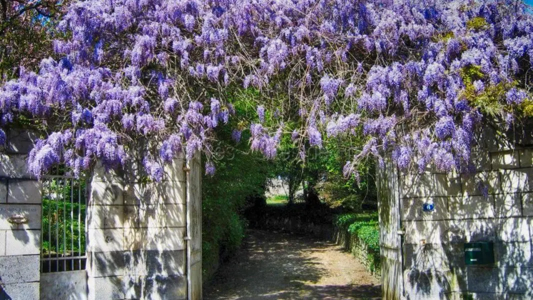 Les Trois Barbeaux_2