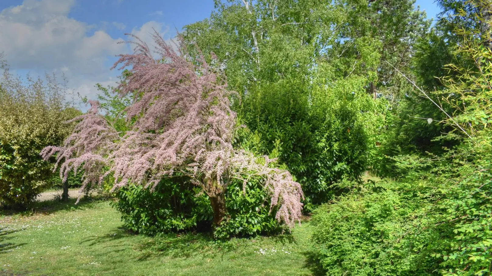 Canna de Husseau_8