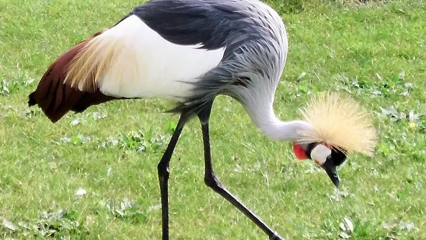 Le Médiéval du Jardin des Oiseaux_9