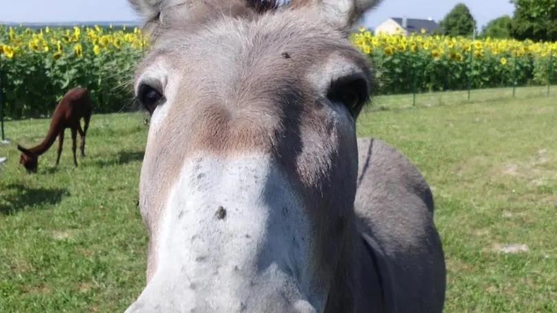 Le Médiéval de La Gentilhommière_9