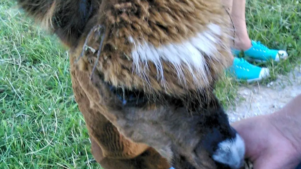 Le Médiéval de La Gentilhommière_4