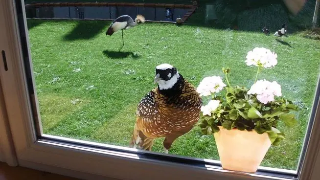 La Volière du Jardin des Oiseaux_7