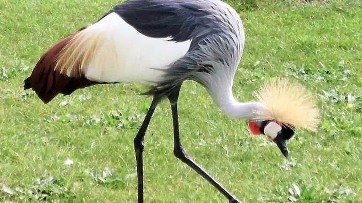 La Volière du Jardin des Oiseaux_4