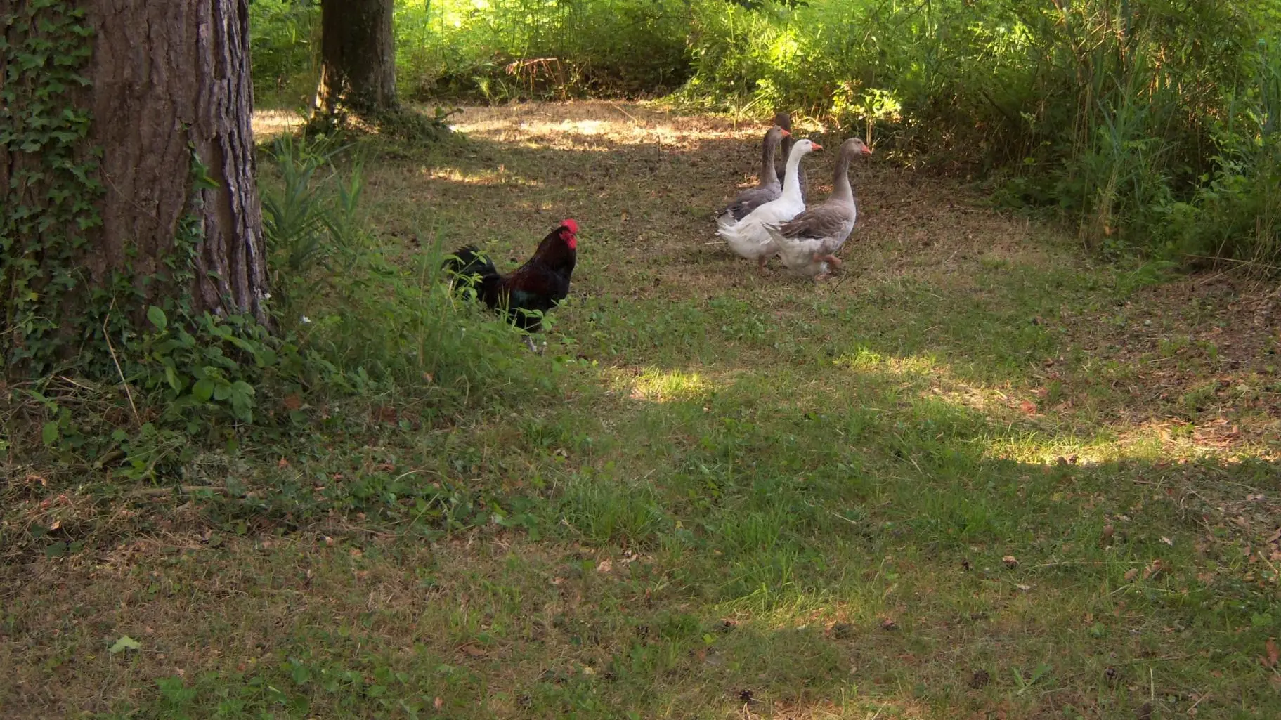 Le Moulin Raimboeuf_8