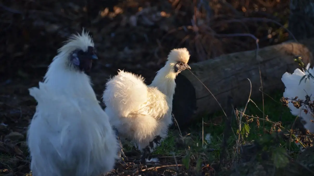 Gîte de la Houchinière_15