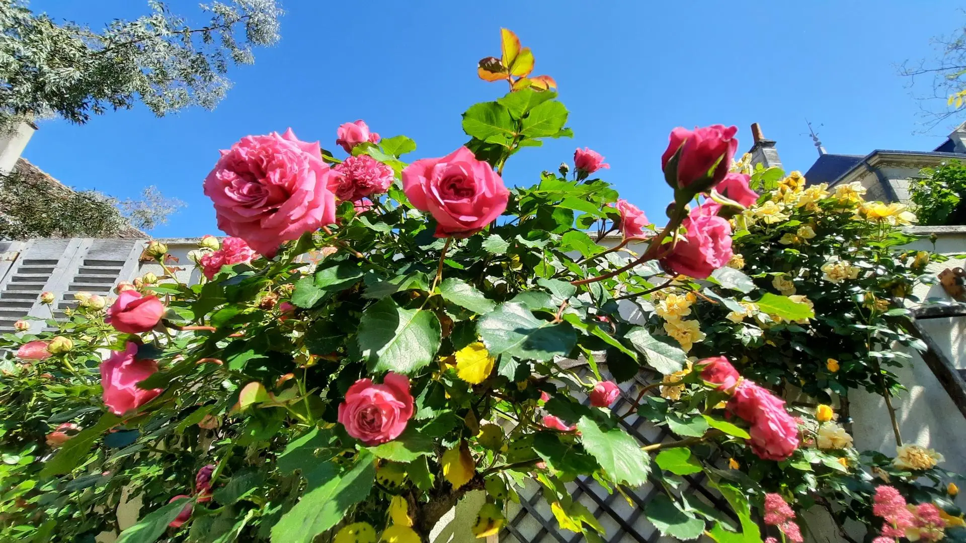 La Fleur de Vigne_10