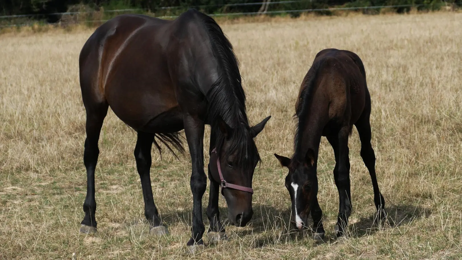 Le Gîte de Paradis_15