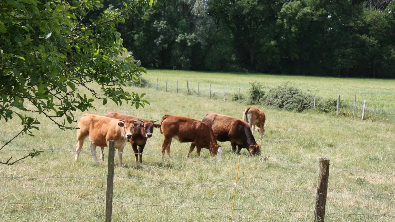 Domaine de Montour_3