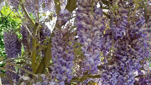 La Glycine_2