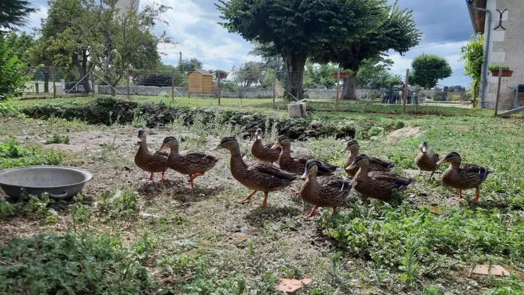 Le gîte de Belville_3