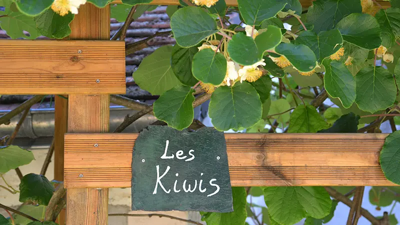 Gîte Les Kiwis_2
