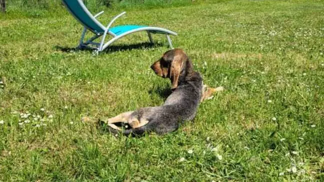 Le Petit Clos de Louis_13