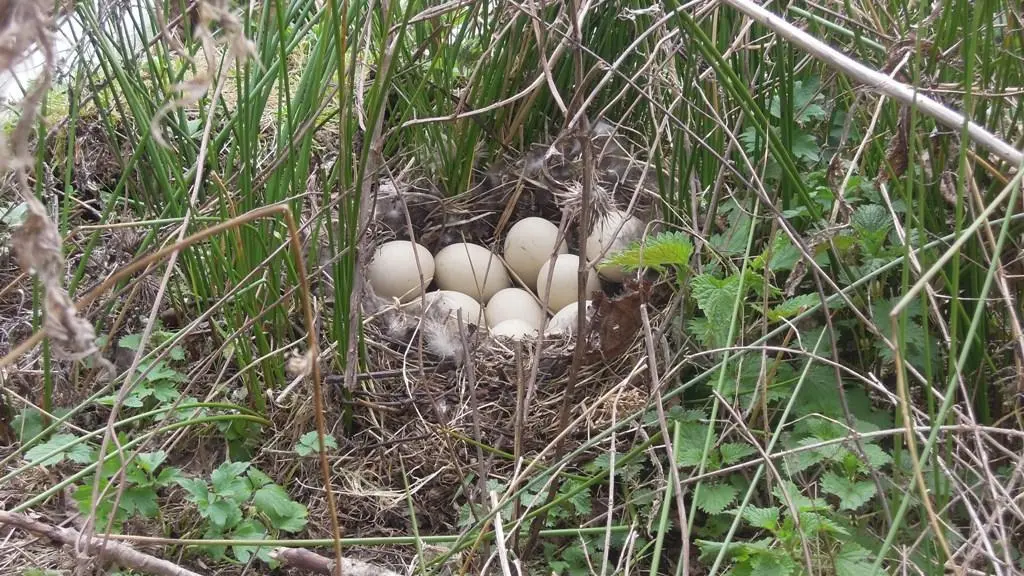 Gîte de la Fontaine_15