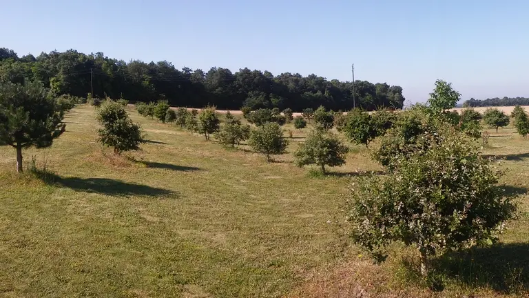 SAINTE-MAURE DE TOURAINE-TOURAINE TRUFFES ET SAFRAN-truffiere