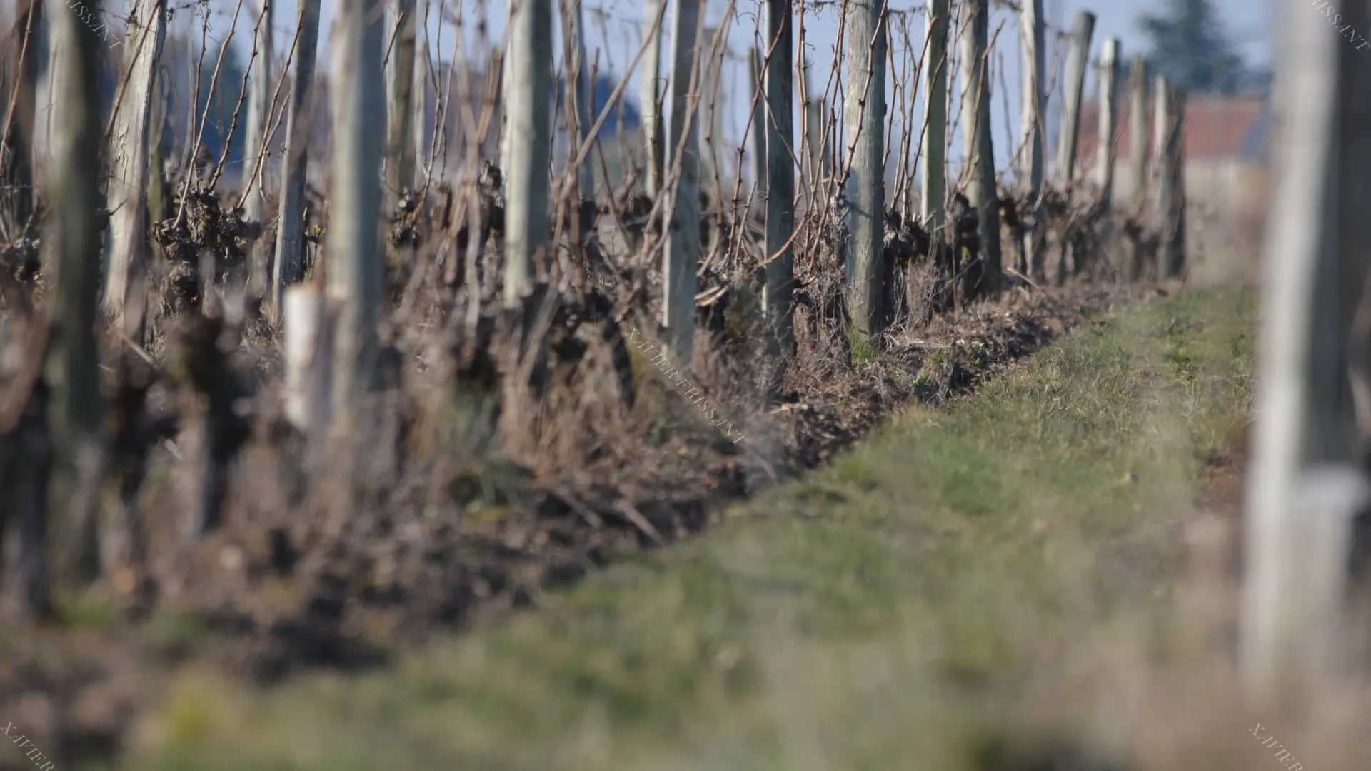 xavier_frissant_vigneron (1)