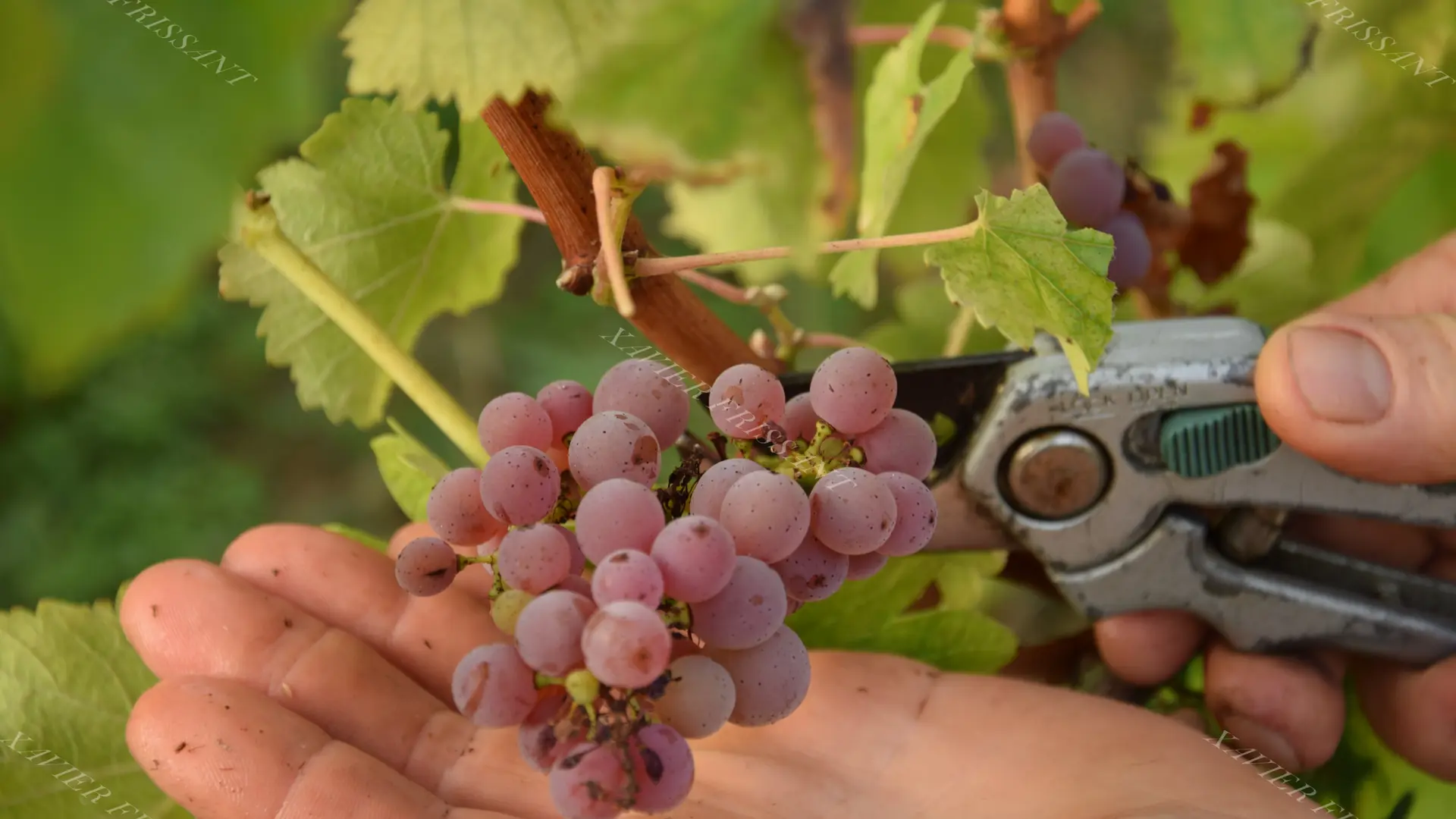 xavier_frissant_vigneron (3)