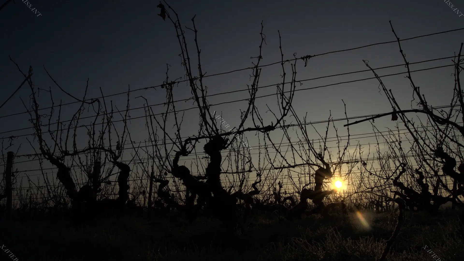 xavier_frissant_vigneron (3)