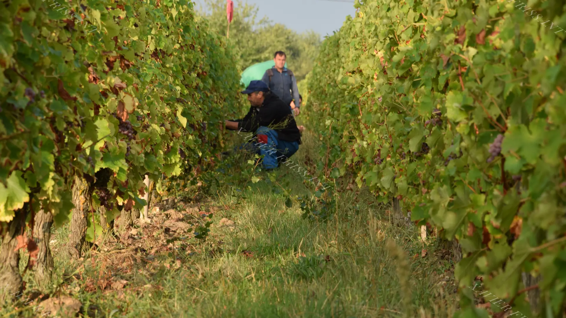 xavier_frissant_vigneron (4)