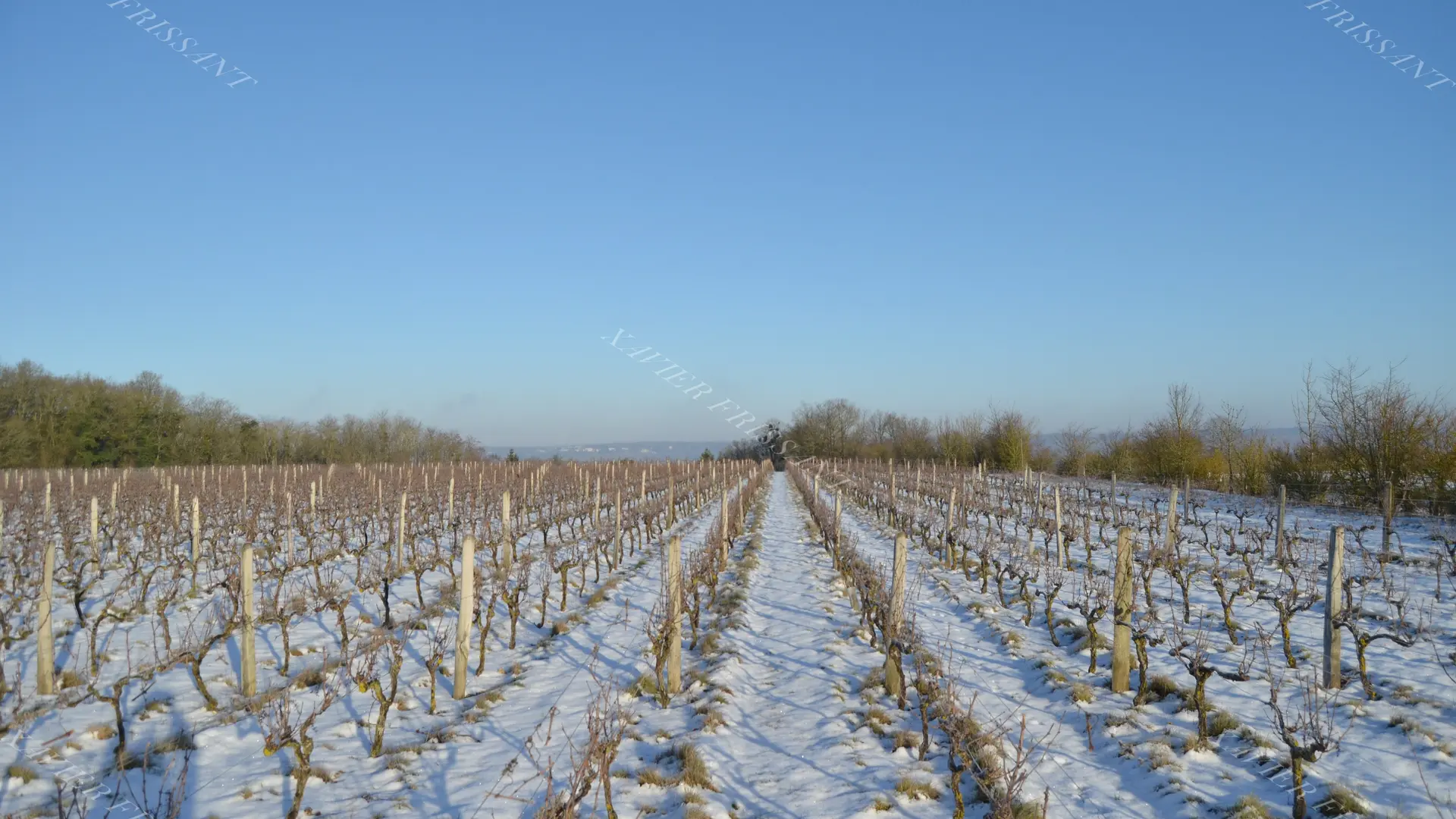xavier_frissant_vigneron (5)