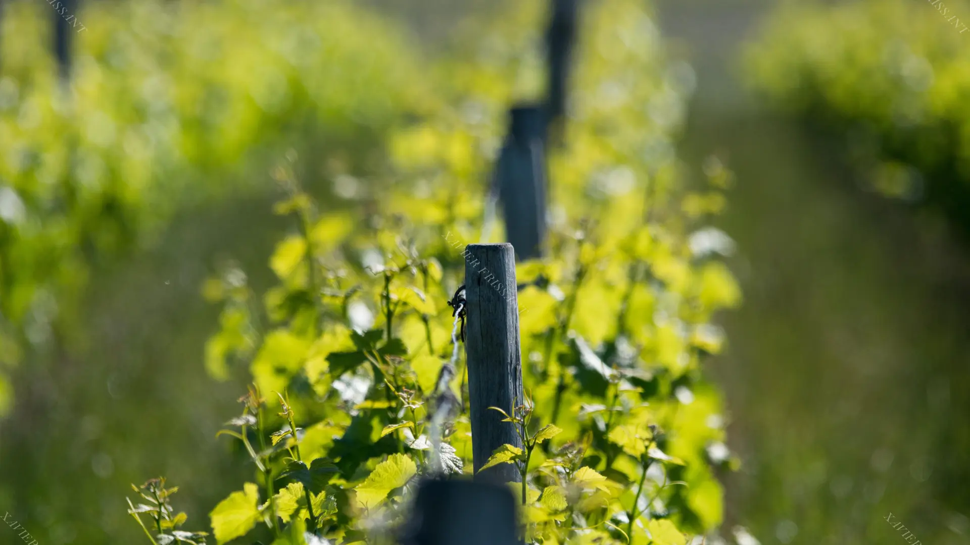 xavier_frissant_vigneron (6)