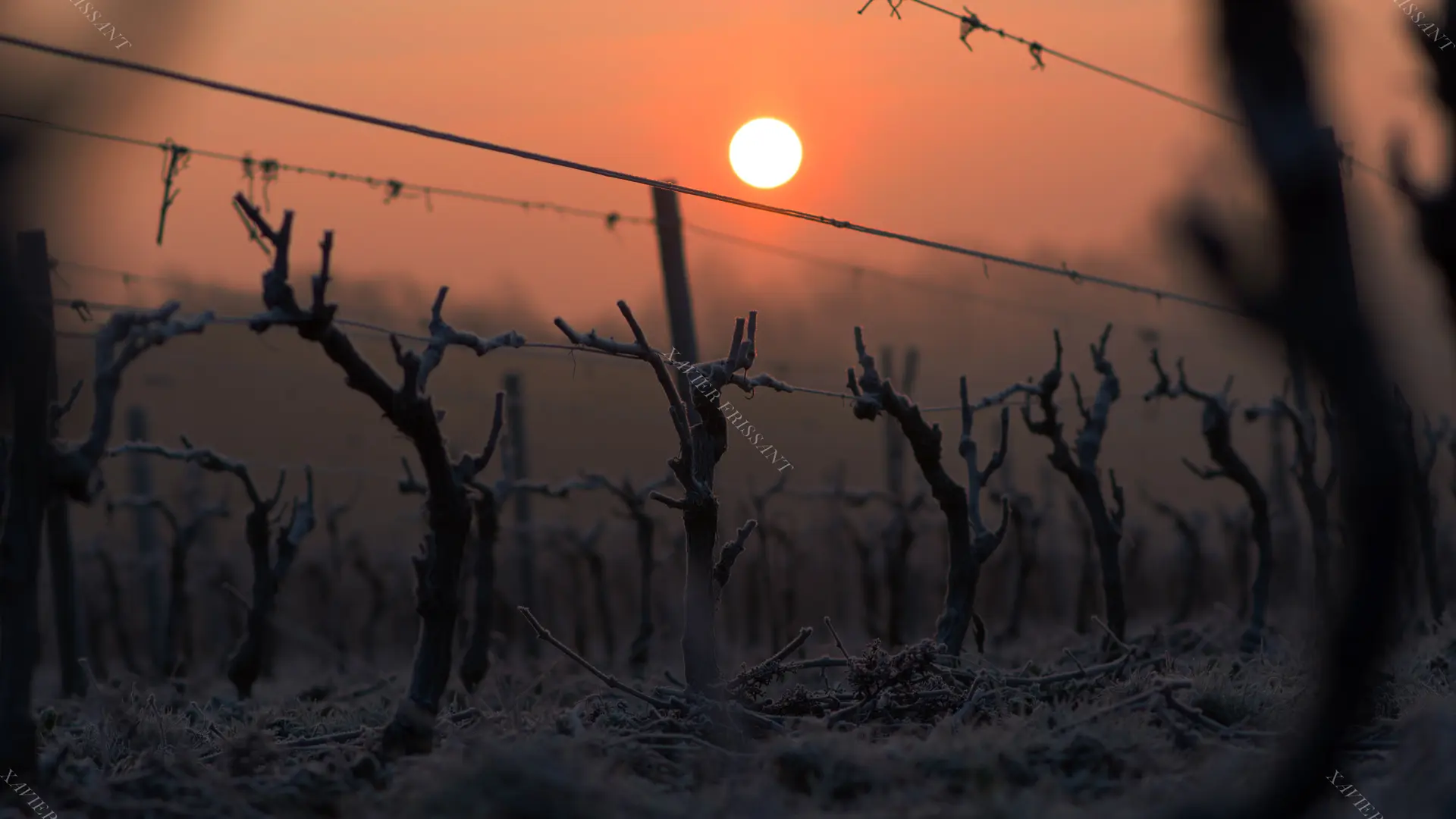xavier_frissant_vigneron (7)