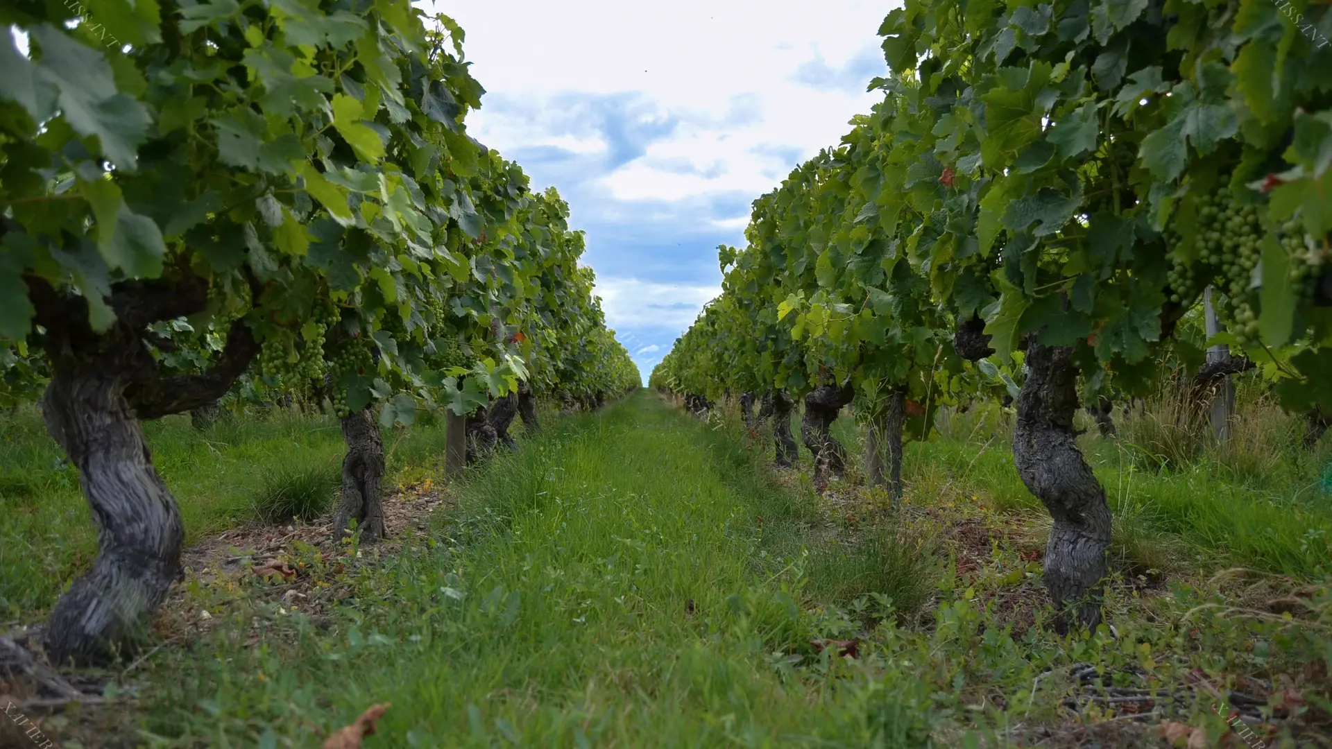 xavier_frissant_vigneron (8)