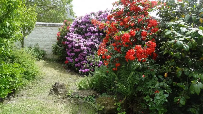 ACVL-BEAUMONT-EN-VERON-GITE-FROMENTAUX-13-Les-Rhododendrons