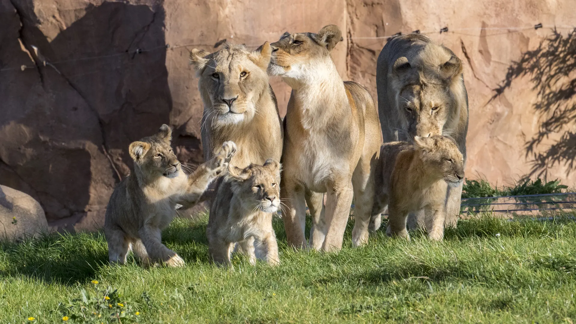 Lions-Zooparc de Beauval