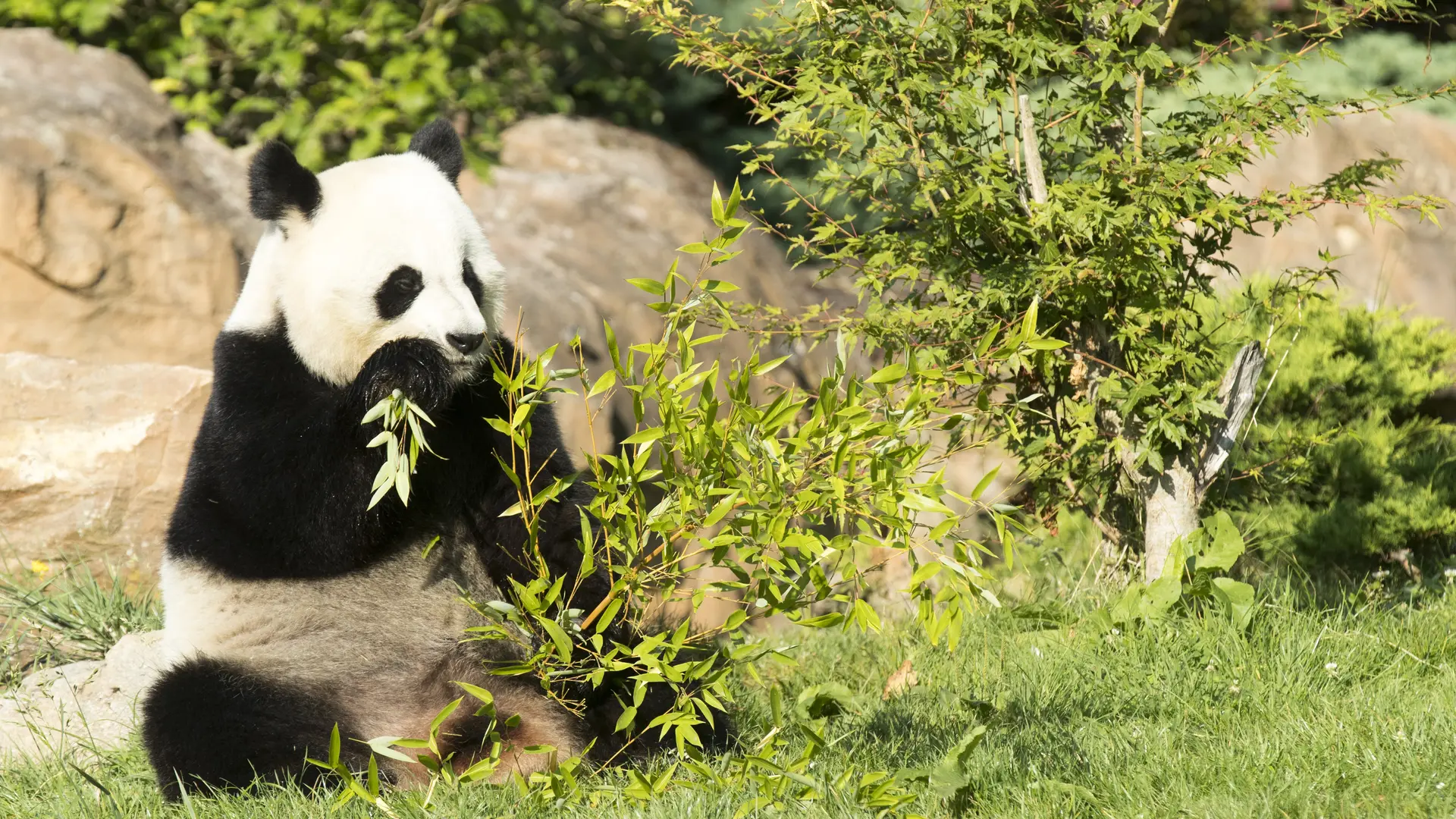 Panda-Beauval
