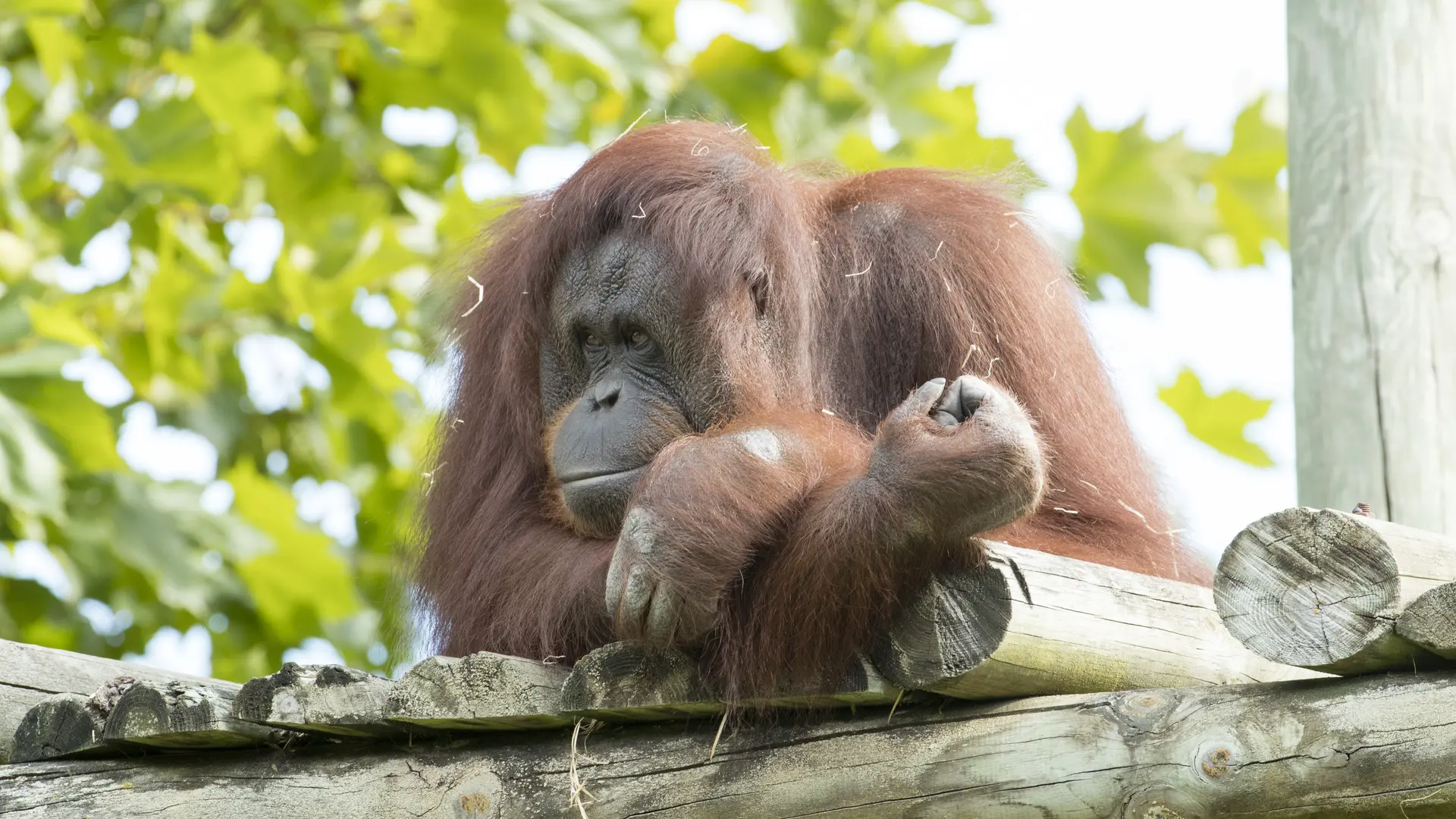 Orang-Outan-ZooParc-de-Beauval