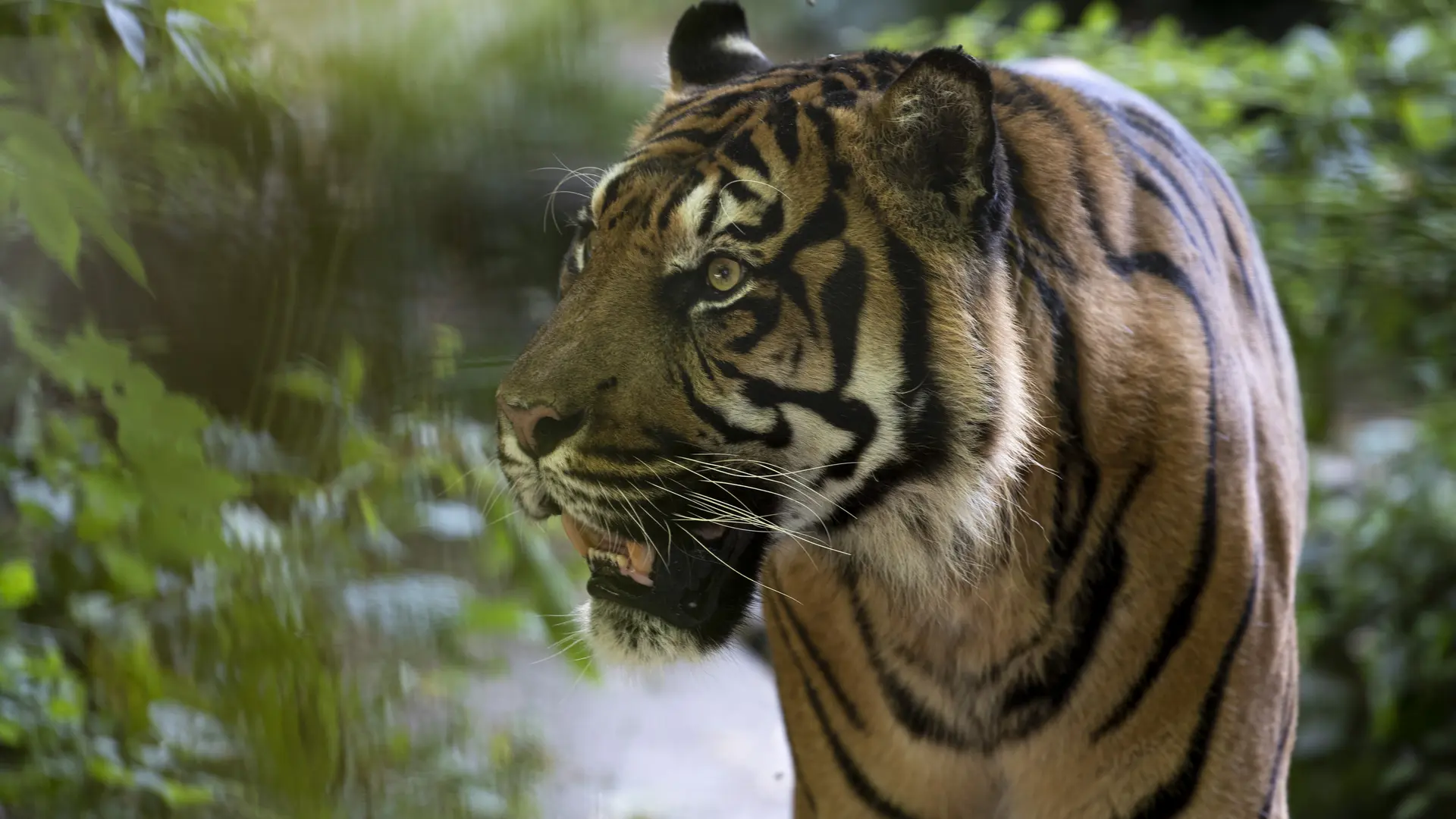 Tigres-ZooParc-de-Beauval