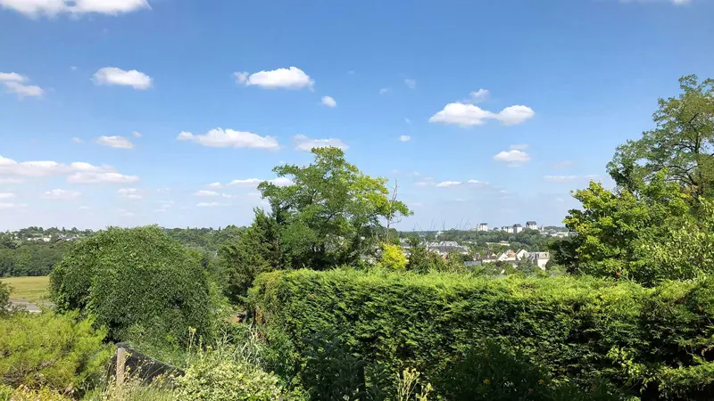 Agapanthes - Fuschias