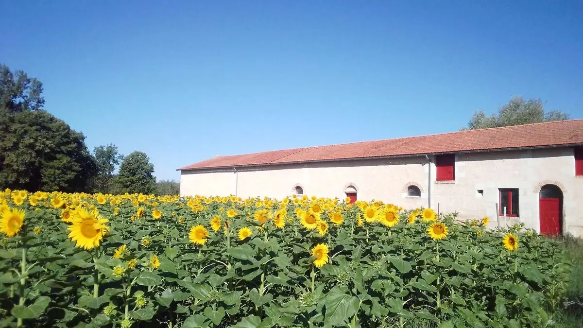 BRAYE-SOUS-FAYE-gîte  Les licornes n'y voient que du bleu (12)