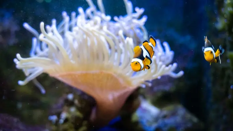 CLOWN+ANEMONE