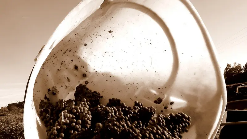 Cave des vins de Bourgueil - Robert et Marcel